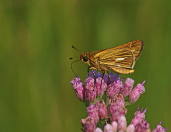 Salt Marsh Skipper